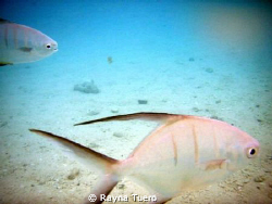 taken in Cozumel,Mexico. chased the fish around for about... by Rayna Tuero 